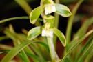 Cymbidium goeringii 'Setsugekka'